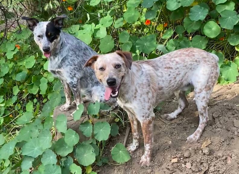 our heeler dogs Bindi and Banjo